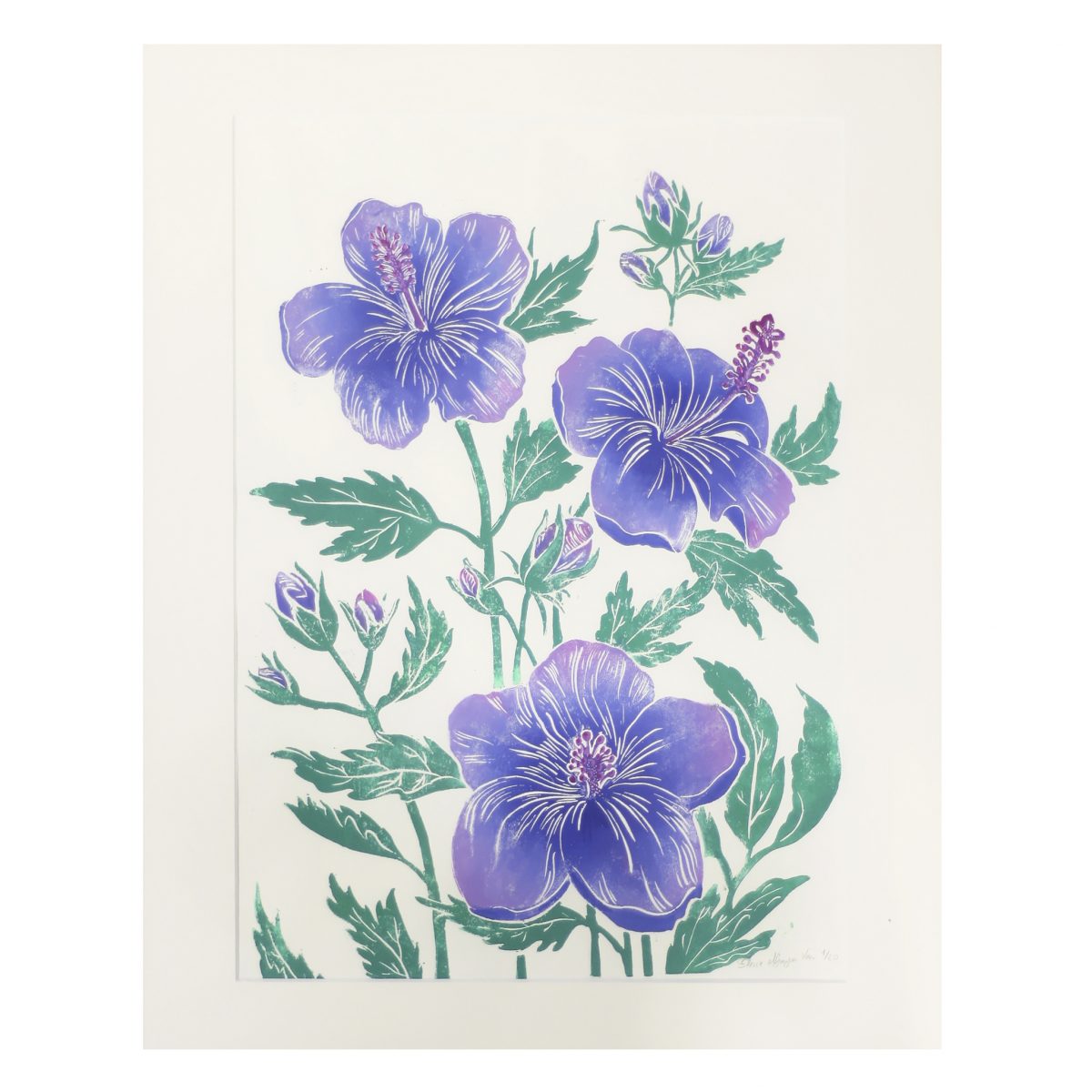 hibiscus-bleus-cadre-001